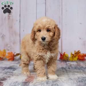 Oscar, Mini Goldendoodle Puppy